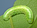 Tomostethus nigritus larva